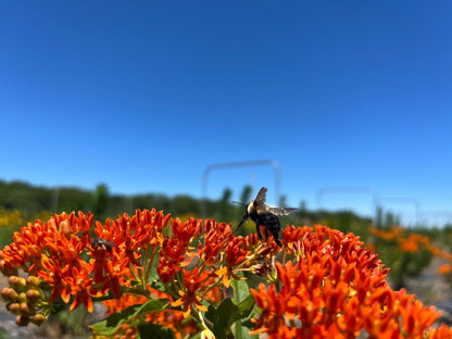 Asclepias tuberosa - Butterfly Weed Flower