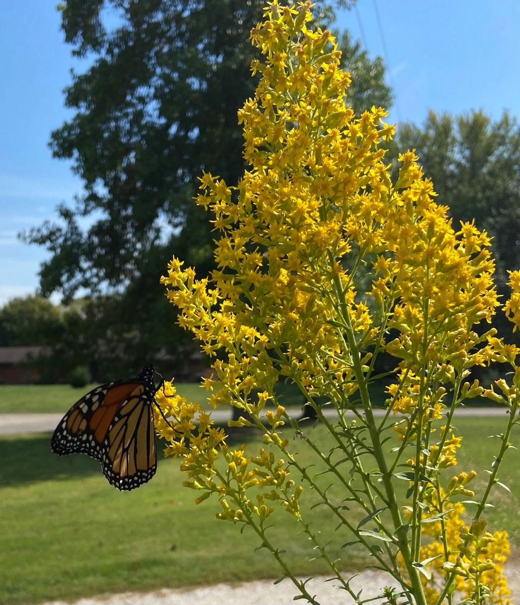 Solidago speciosa - Showy Goldenrod Flower with Monarch