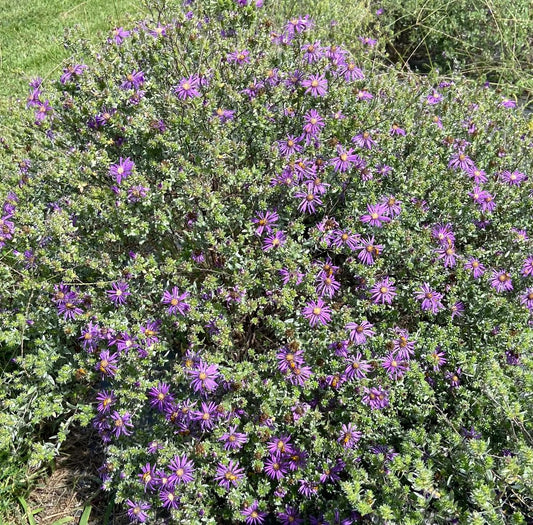 Symphyotrichum novae-angliae - New England Aster Flower