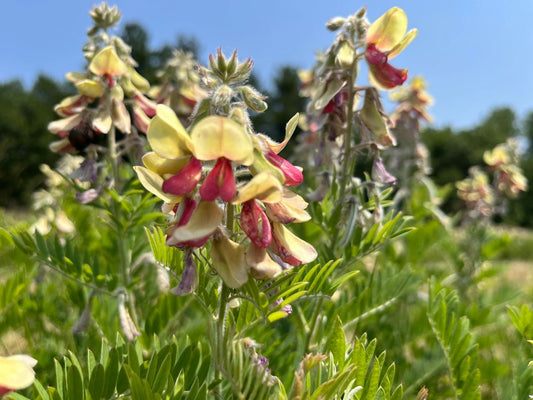 Tephrosia virginiana - Goat's Rue Flower