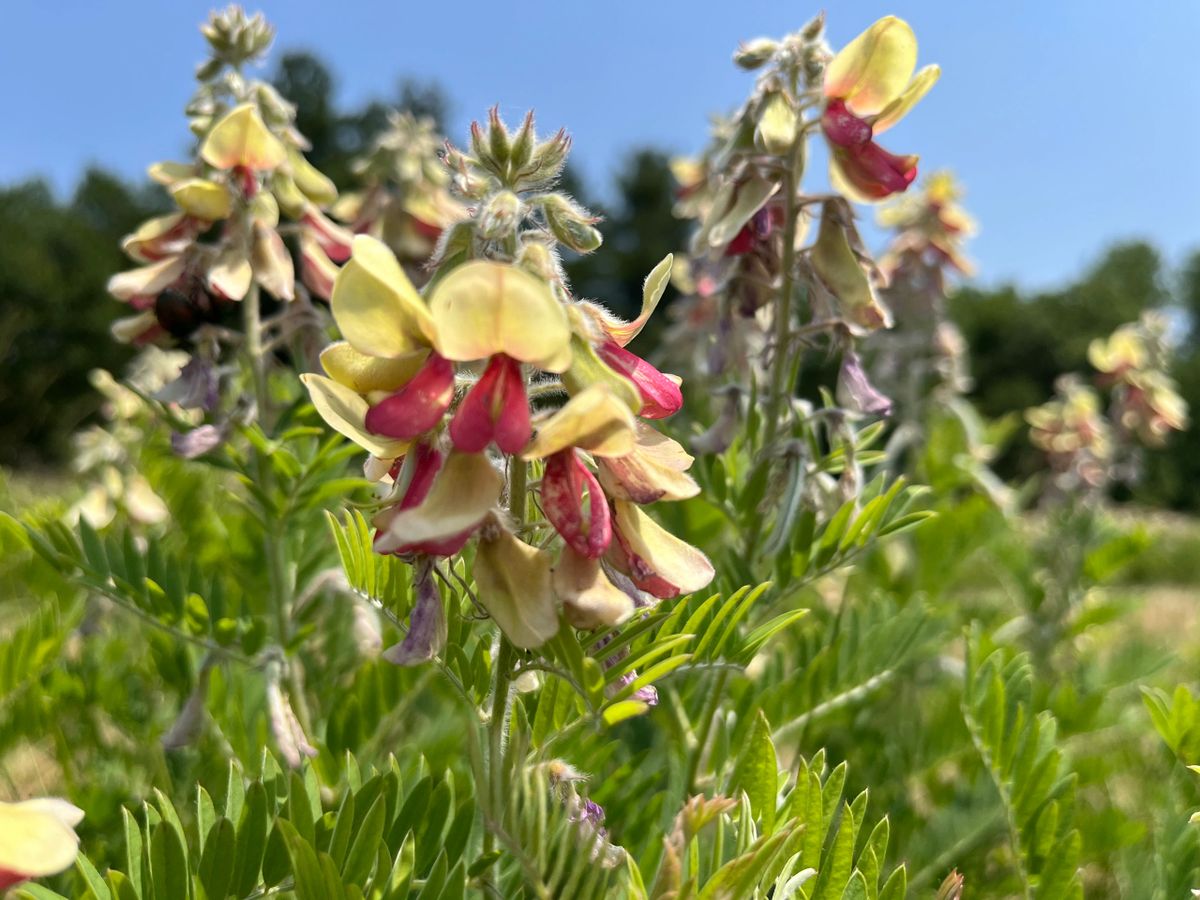 Tephrosia virginiana - Goat's Rue Flower