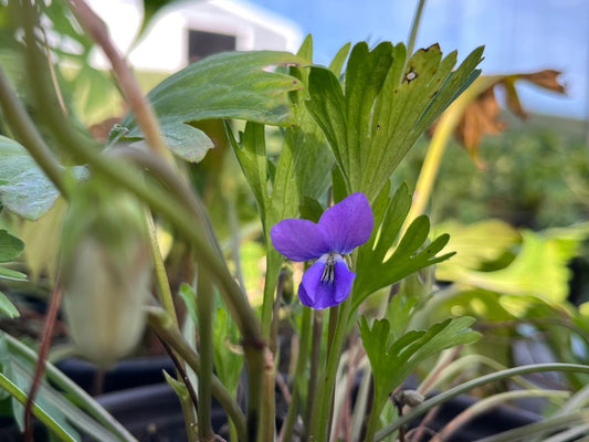 Viola pedatifida - Prairie Violet Flower