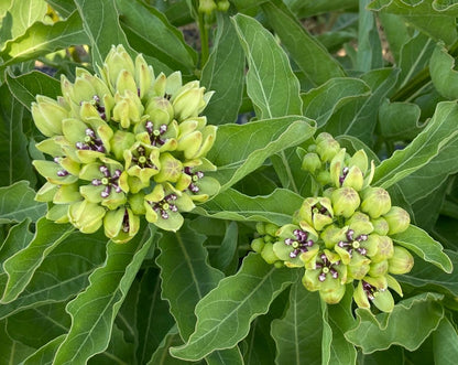 Asclepias viridis - Spider Milkweed Flower