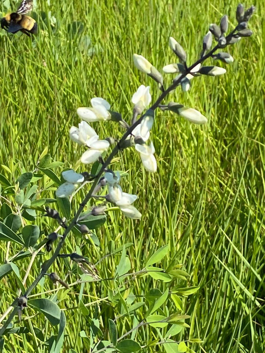 Baptisia alba - White Wild Indigo Flower