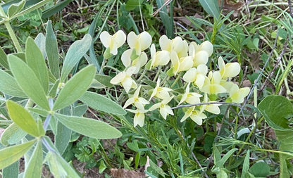 Baptisia bracteata - Cream Wild Indigo Flower