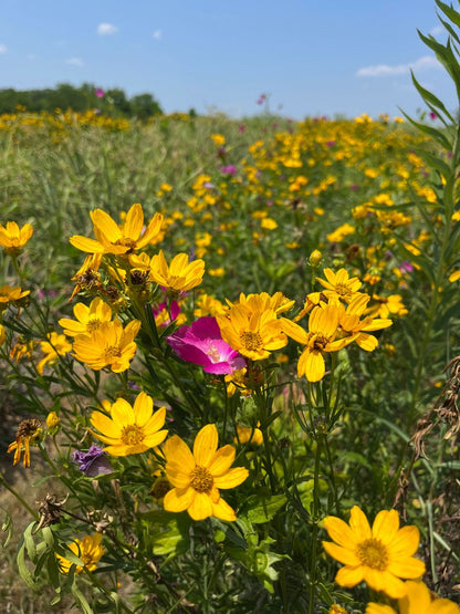 Coreopsis palmata - Prairie Coreopsis Flower